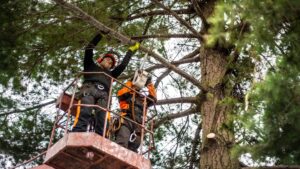 The Best and Worst Trees to Plant Near a House (By Zone)