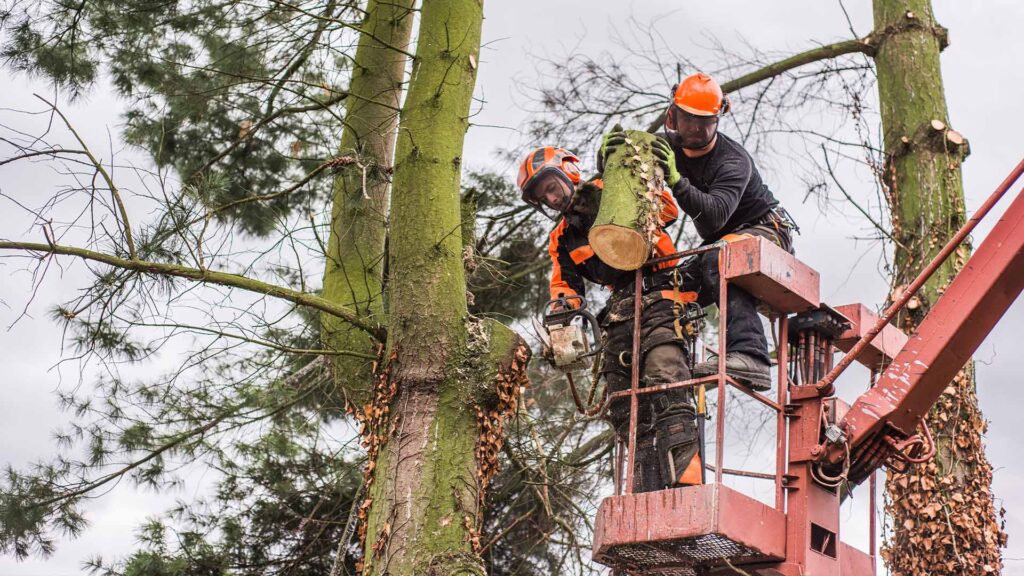 tlr-tree-service-florida-large-tree-deltona