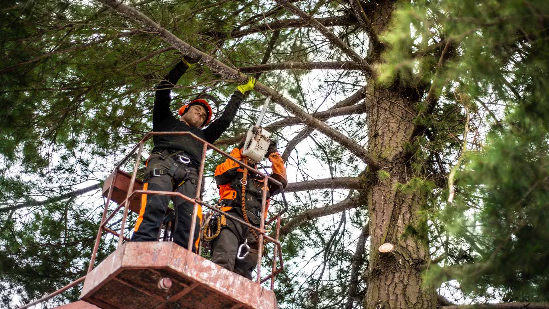 tlr-tree-service-florida-large-tree