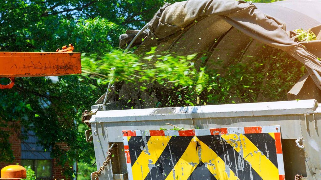 tlr-tree-service-florida-pruning